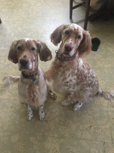 english setters