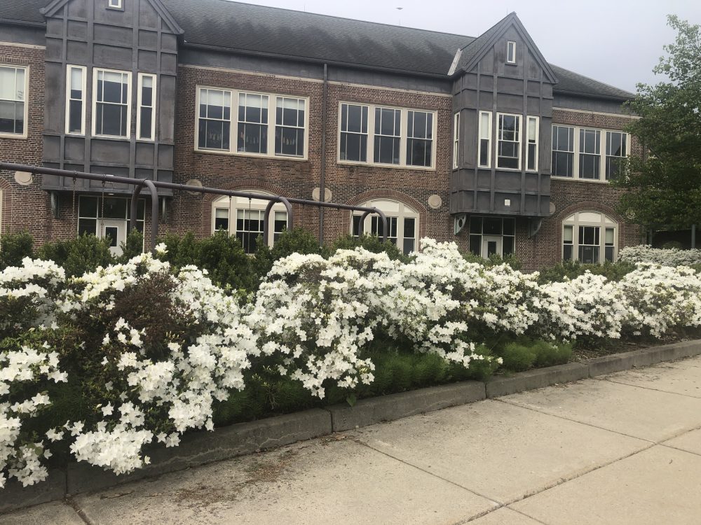 sprague school spring white flowers