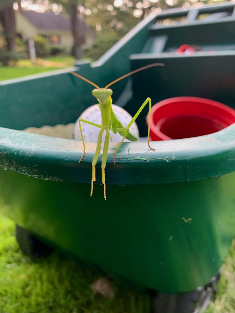 Wellesley garden, praying mantis