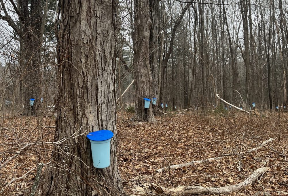 elm bank sap buckets