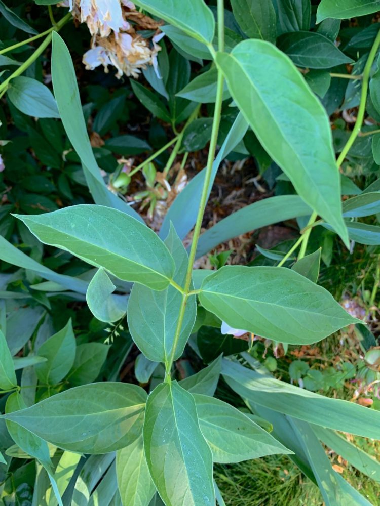 Swallowwort, Wellesley garden