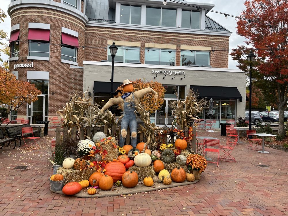linden square pumpkins