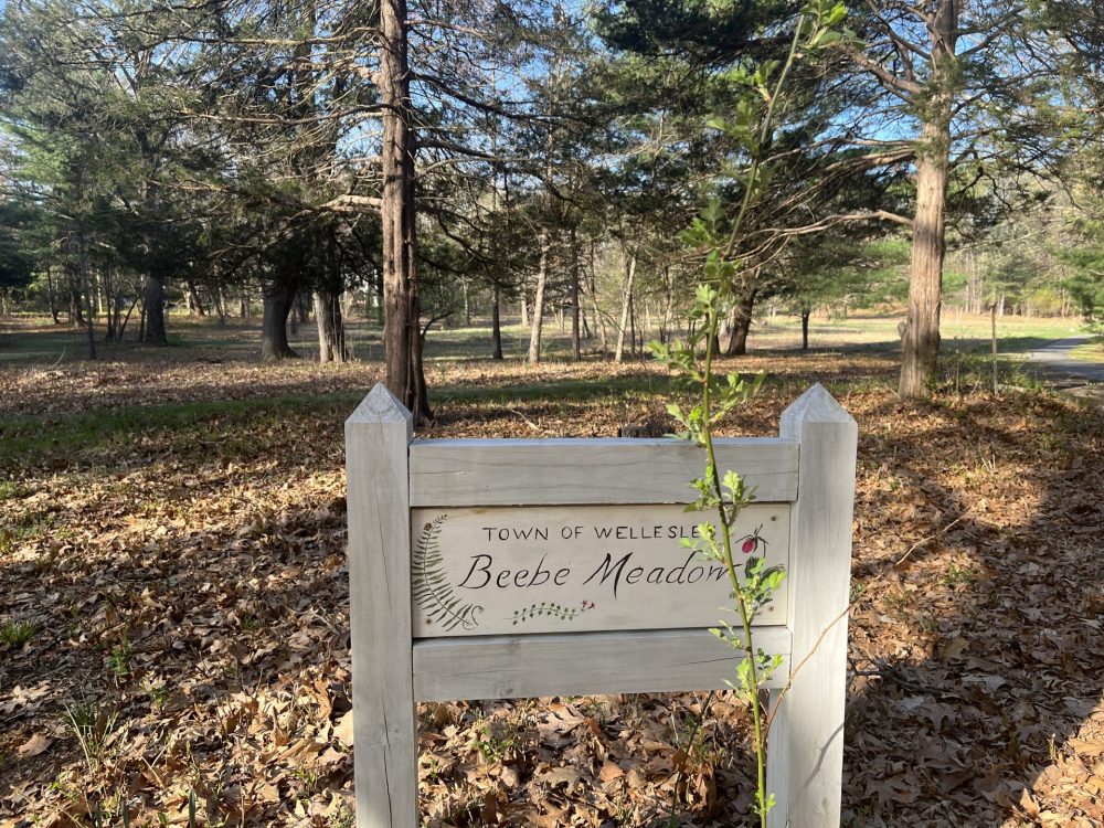 beebe meadow