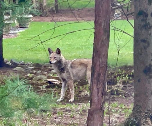 grove street coyote