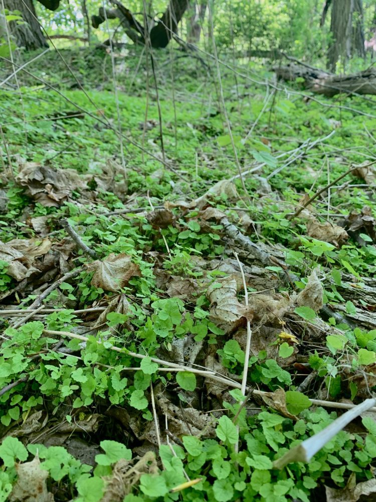 Garlic mustard, Wellesley