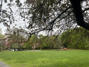 Phillips Park spring