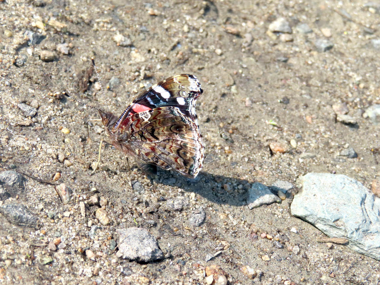 Red Admiral