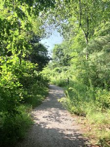 Vernal pool boardwalk, Wellesley