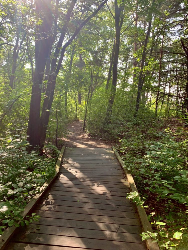 Vernal pool boardwalk, Wellesley