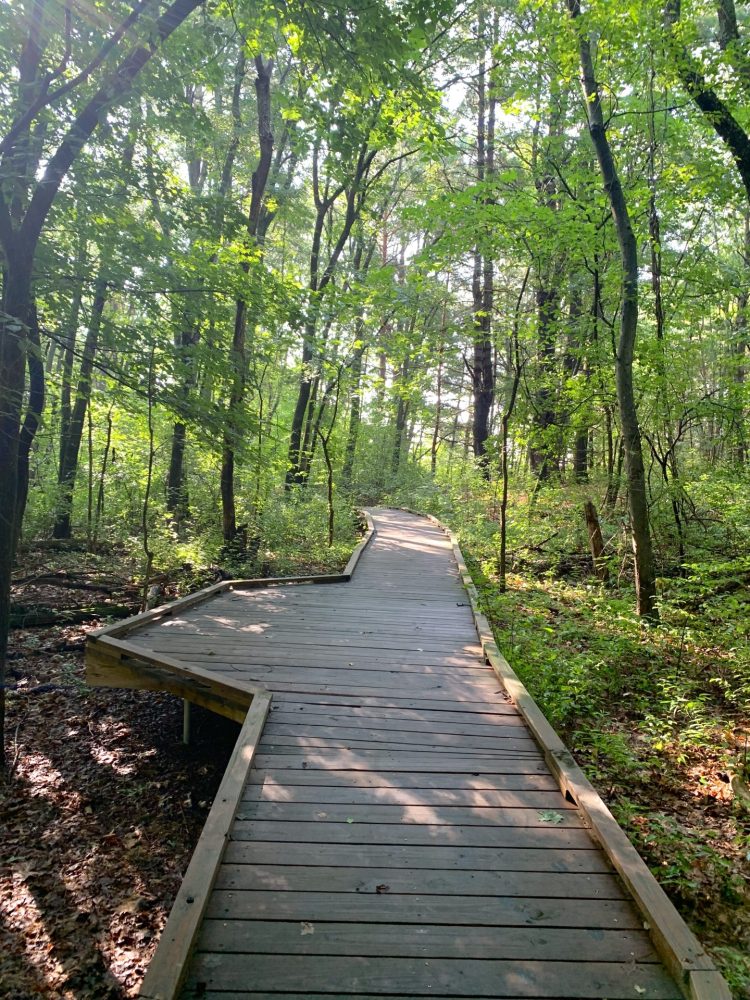 Vernal pool boardwalk, Wellesley