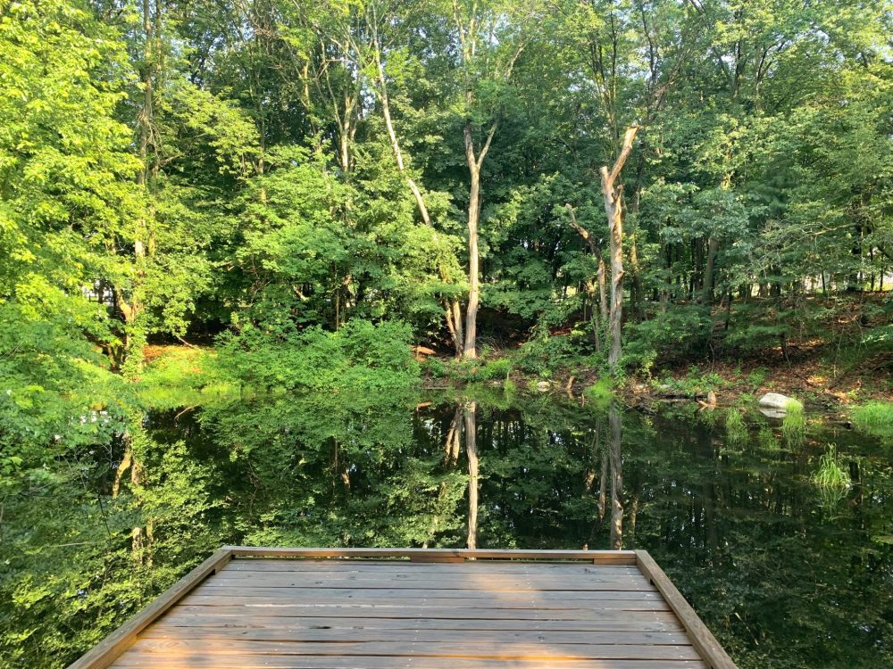 Vernal pool boardwalk, Wellesley