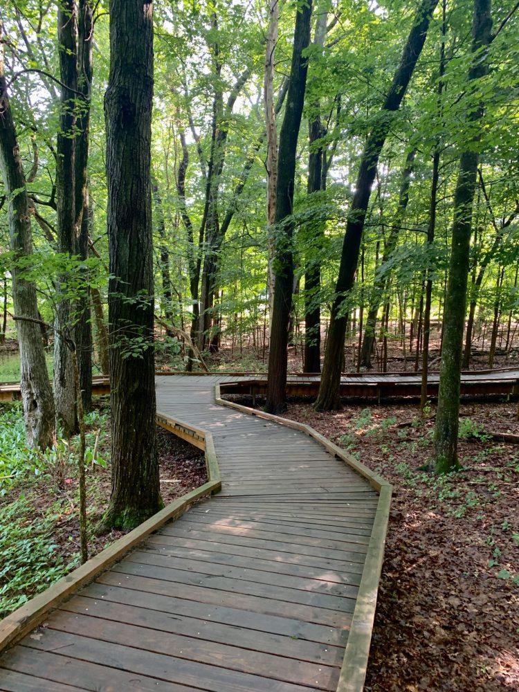 Vernal pool boardwalk, Wellesley