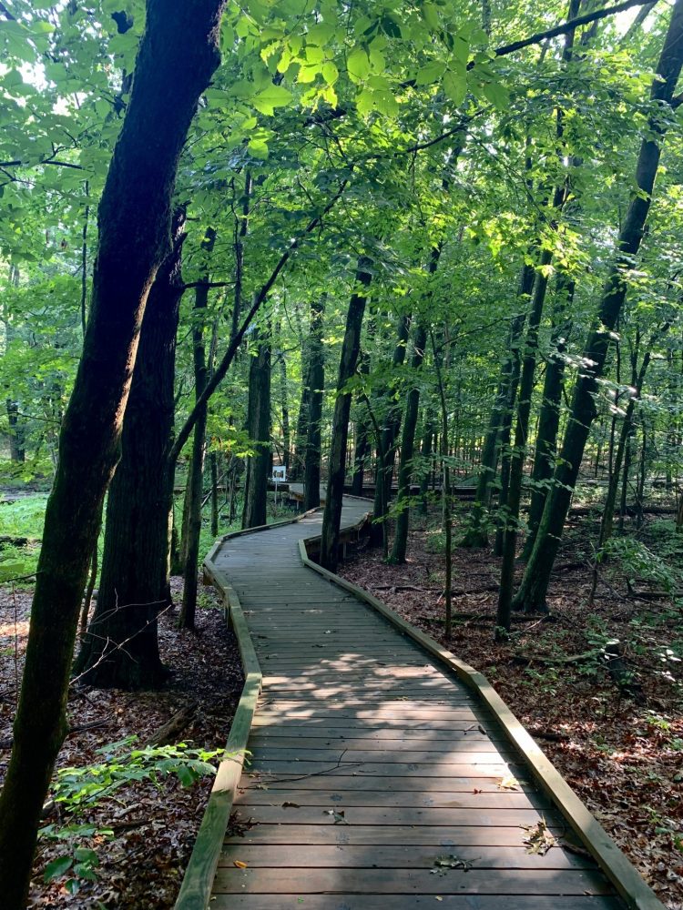 Vernal pool boardwalk, Wellesley