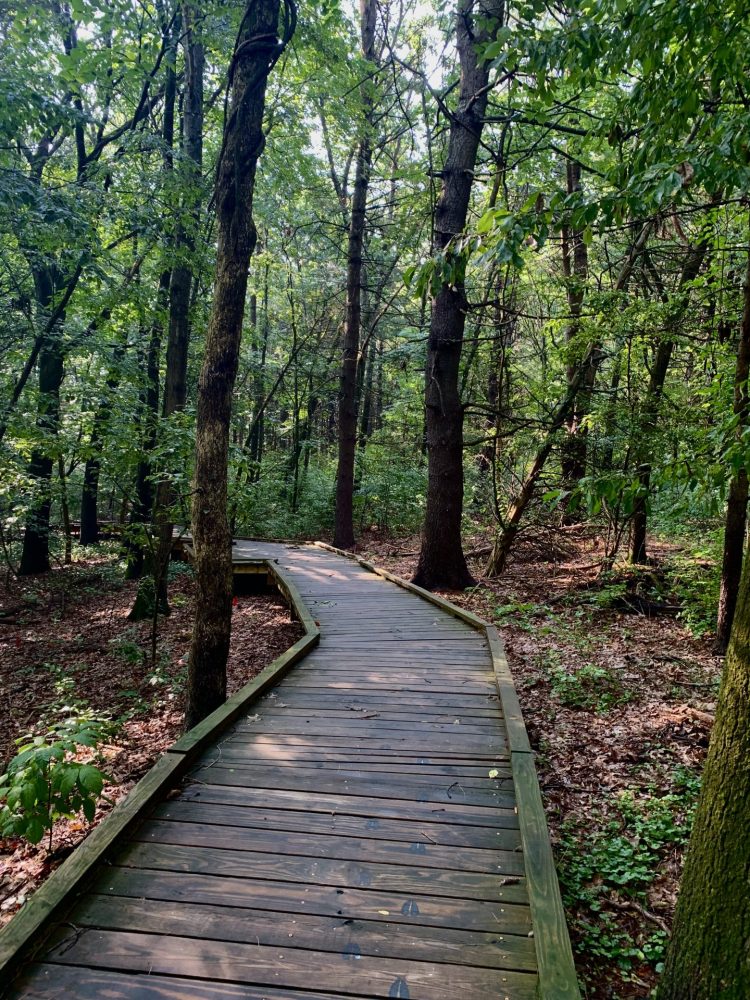 Vernal pool boardwalk, Wellesley