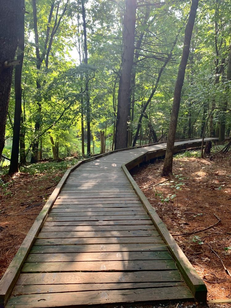 Vernal pool boardwalk, Wellesley