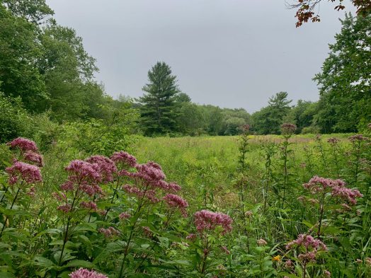 Boulder Brook Reservation, Wellesley
