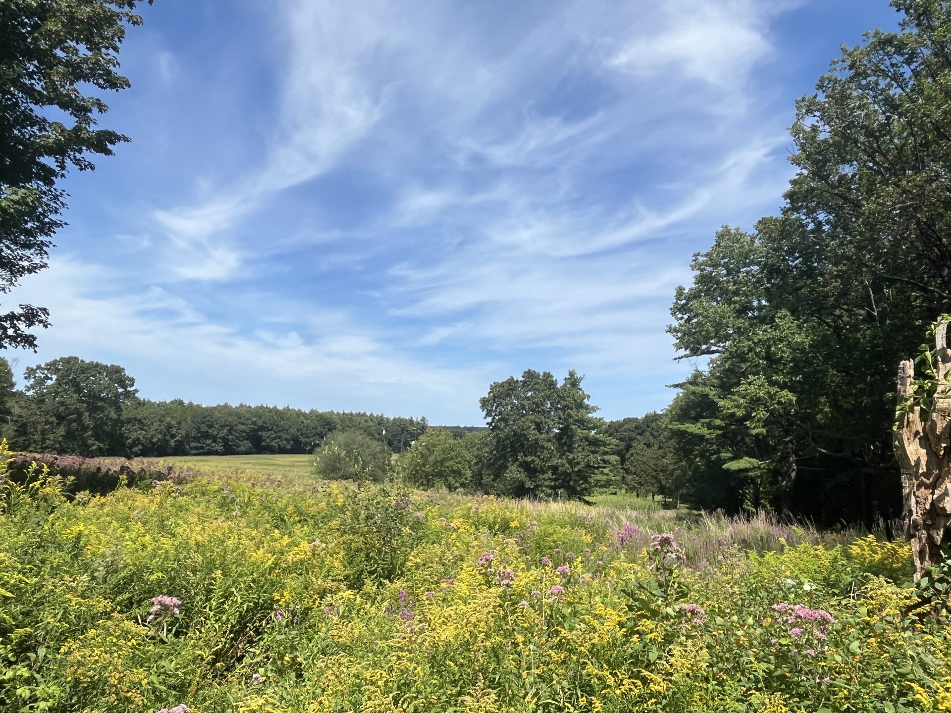 Maudslay state park meadow