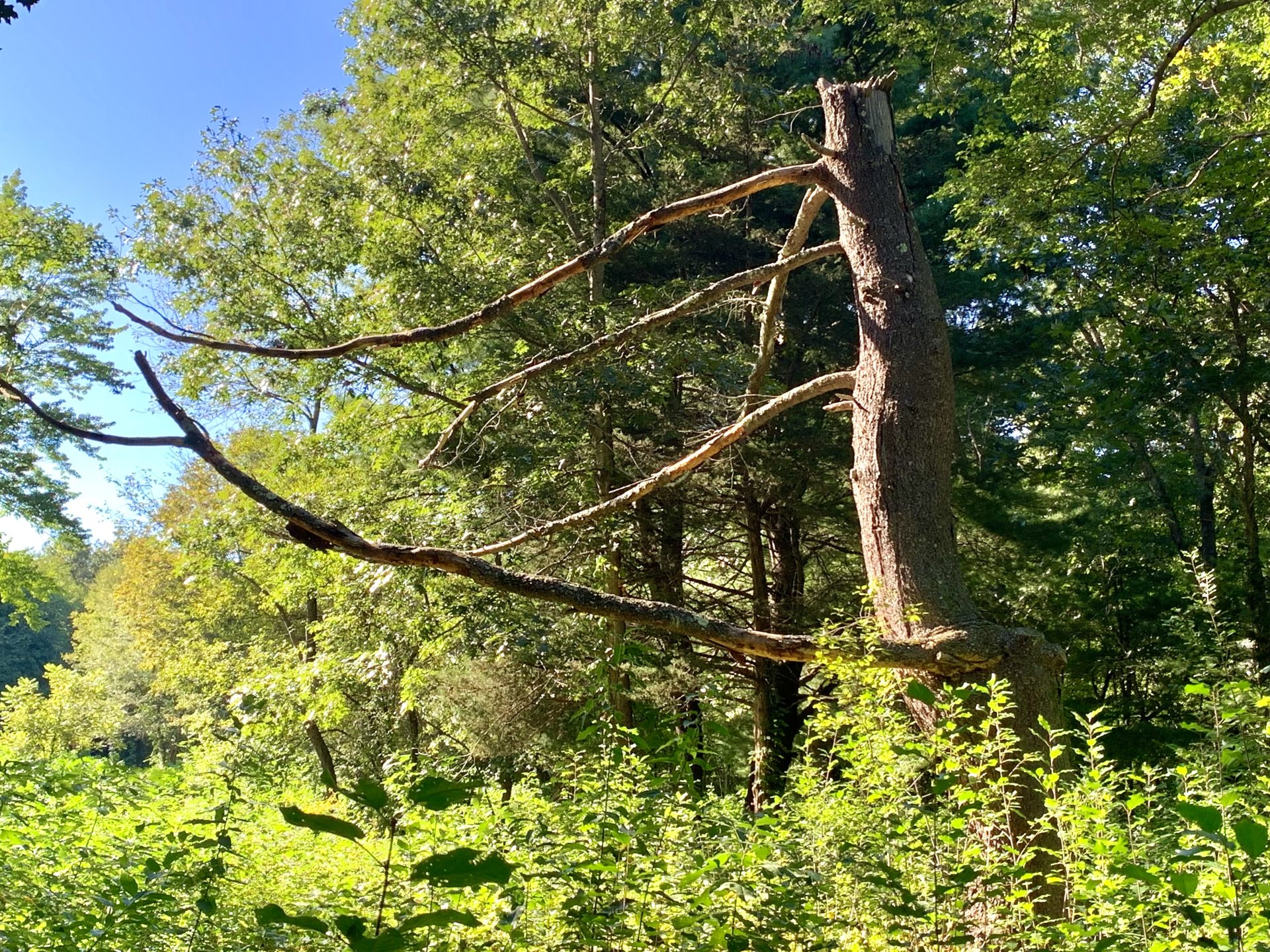 Beebe Meadow, Wellesley