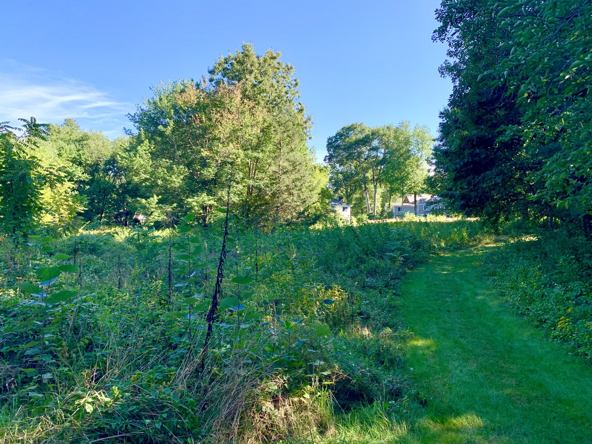 Beebe Meadow, Wellesley