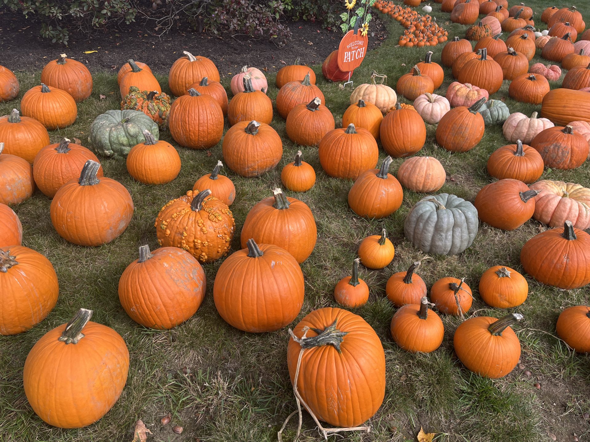 Wellesley Hills Congregational Church pumpkin patch