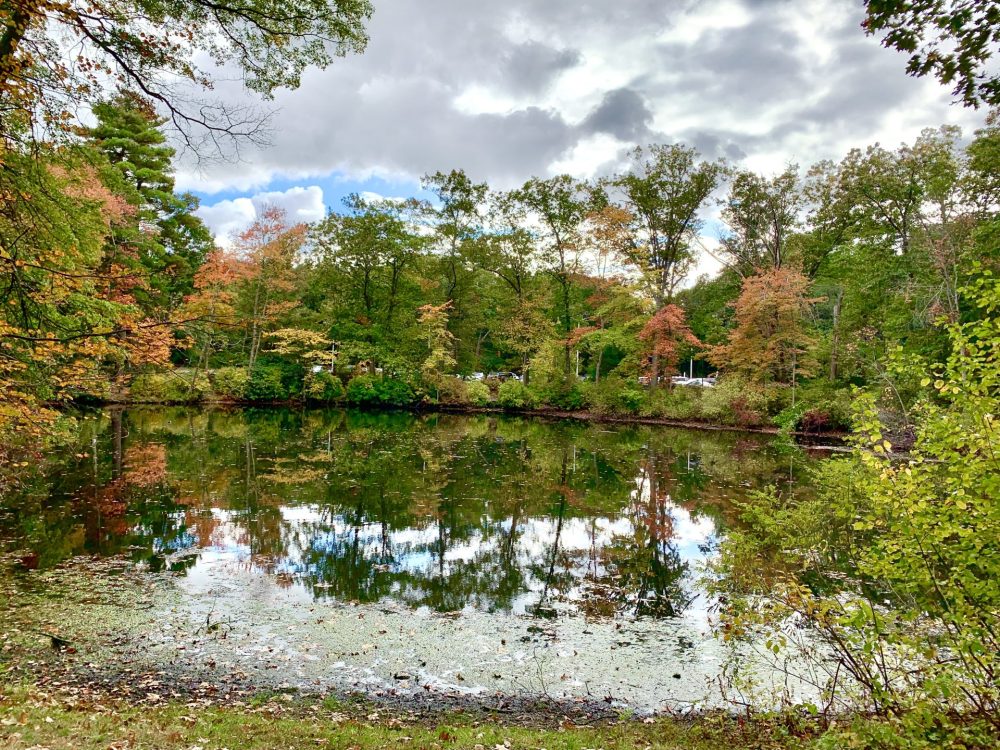 Wight Pond, Wellesley Farms