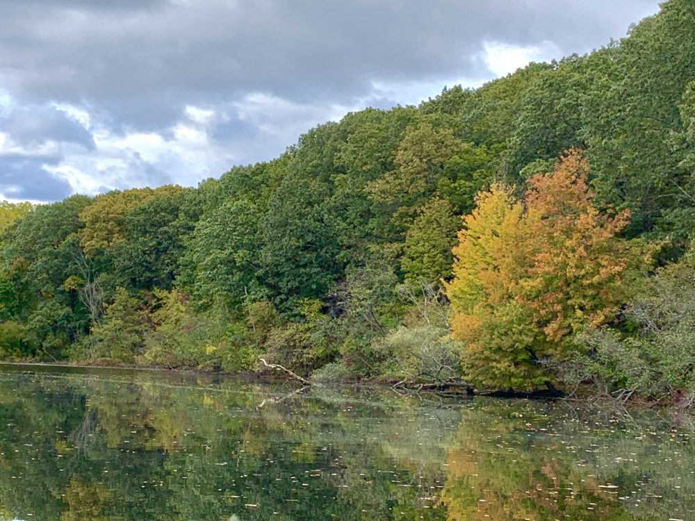 Longfellow Pond, Wellesley