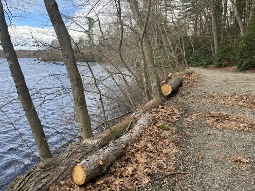 Lake Waban trail hunnewell section