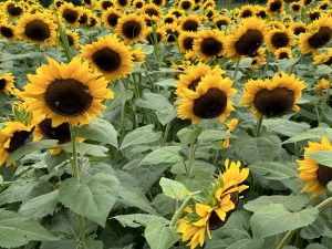 Sunflowers at Elm Bank