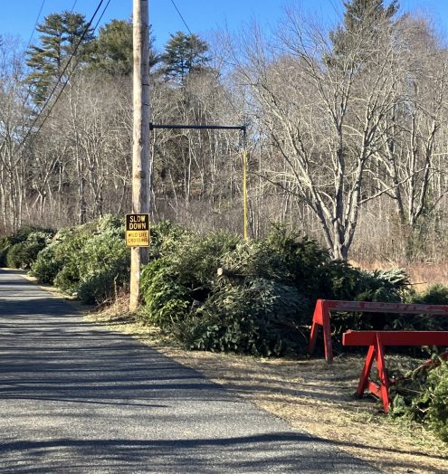 trees at Unity Farm Sanctuary