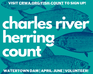 Charles River herring count