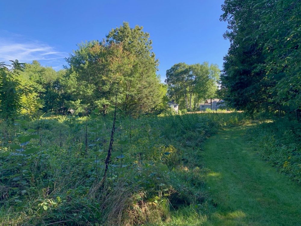 Beebe Meadow, Wellesley
