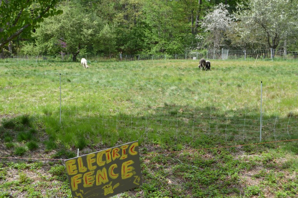 electric fence meandering meadow wellesley college sheep