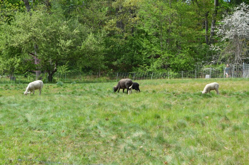 meandering meadow wellesley college sheep