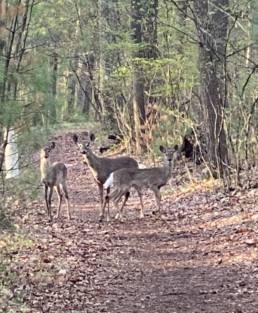 Deer at Ridge Hill Reservation