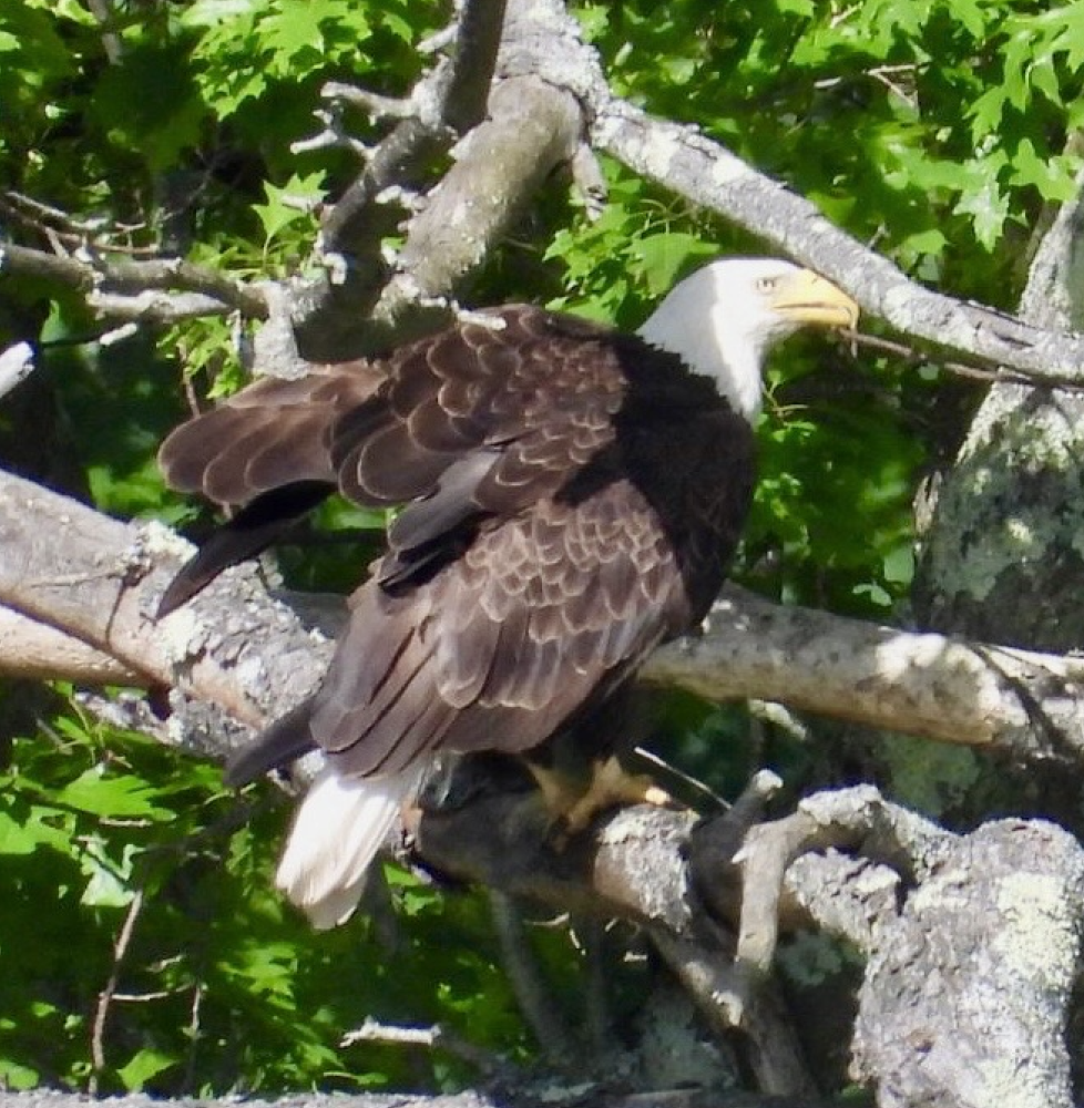 Bald eagle