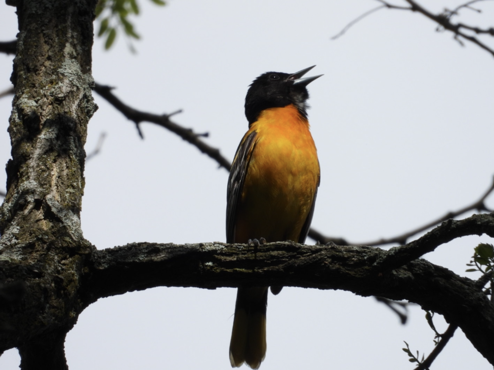 Oriole