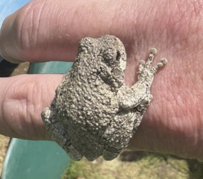 gray tree frog