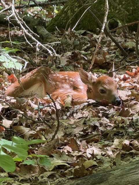 Fawn