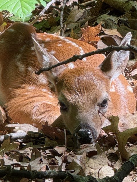 Fawn