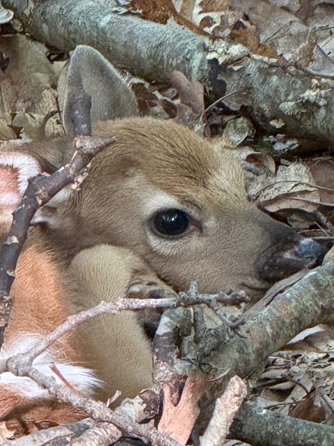 Fawn