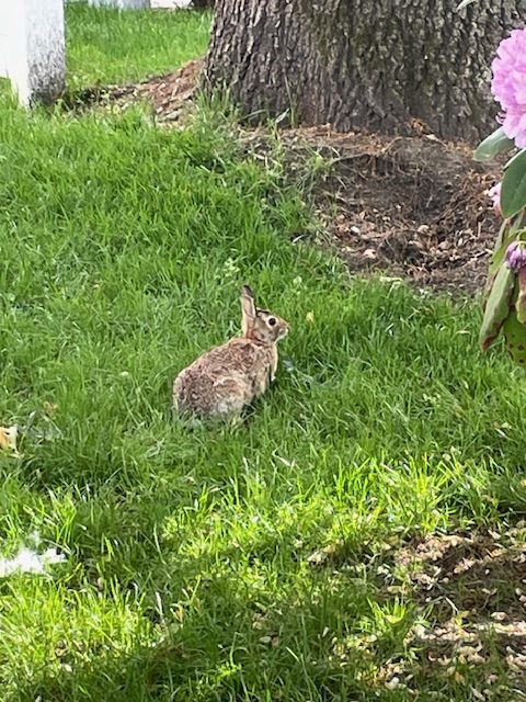 baby bunnies