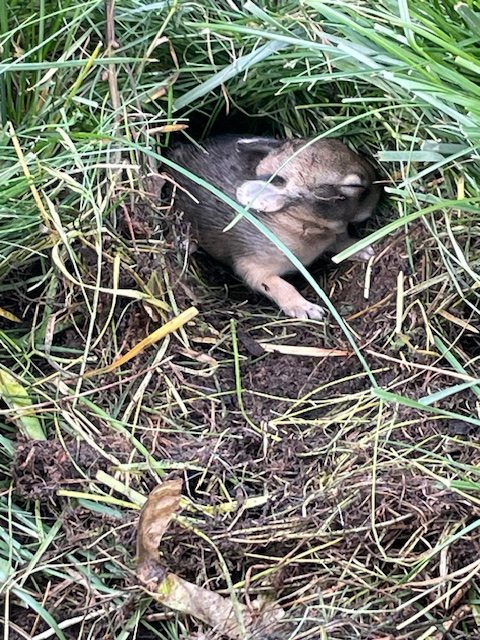baby bunnies