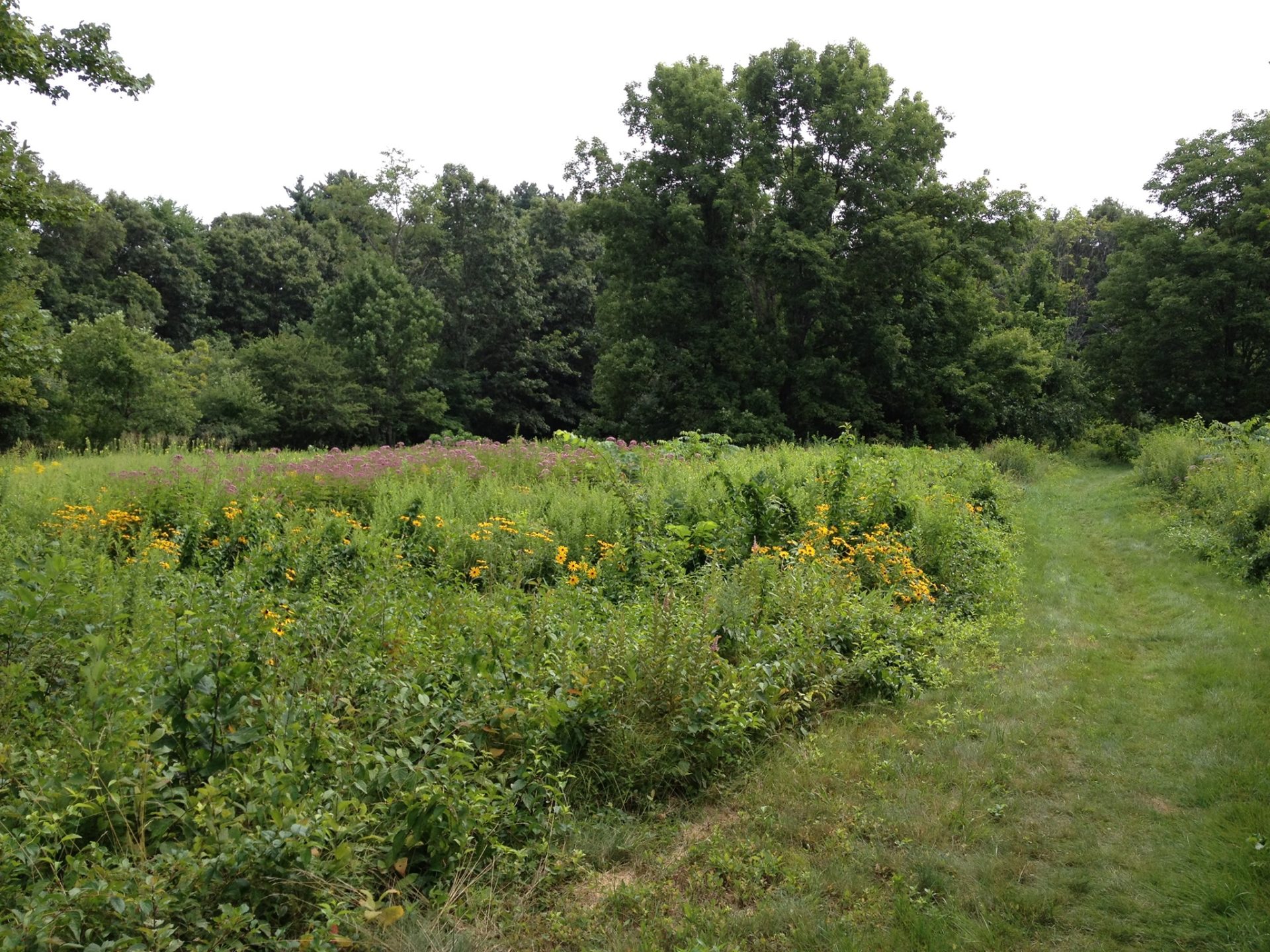 Beebe Meadow, Wellesley