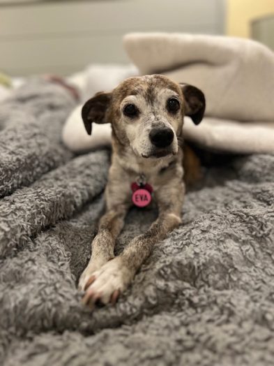 Eva, our Tennessee special. She’s almost 16 and we’ve had her since she was a puppy. It’s her world, we’re just living in it. She’s slowing down but can still chase the mailman down the street to get her daily cookie! She chases down almost every white vehicle she sees, I think she thinks they’re delivering something so of course they must have cookies for her.