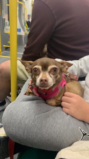 Stella our 6 pound chihuahua. She’s 8 and we rescued her from Texas in 2022. She’s sweet and spicy. Loves people, especially kids. Very vocal about dogs she doesn’t trust.