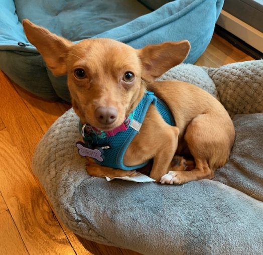 Charlotte, our red head chihuahua dachshund mix from Puerto Rico. She’s 2. We rescued her in September. She bounces through life, never meeting any strangers. She has the softest fur imaginable. She gives hugs and the best snuggles. The most popular girl in the neighborhood.