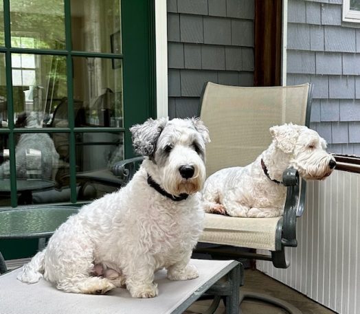 Although Sealyham Terriers certainly aren’t the most common breed in Wellesley, Tucker & Hudson would enjoy seeing other Sealys on their frequent walks around town. In the meantime, they constantly watch for rabbits and other vermin in the backyard.