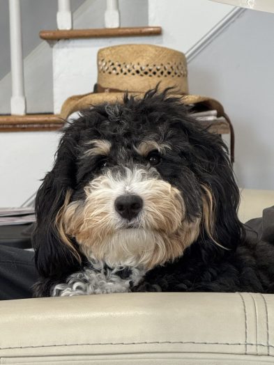 My Bernedoodle, Enzo, is 15 months old and LOVES to take walks on the Fuller Brook Path!