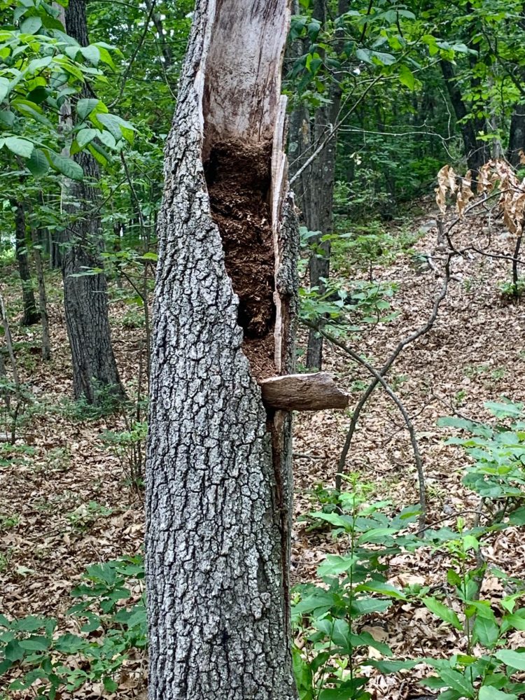 Boulder Brook Reservation, Wellesley