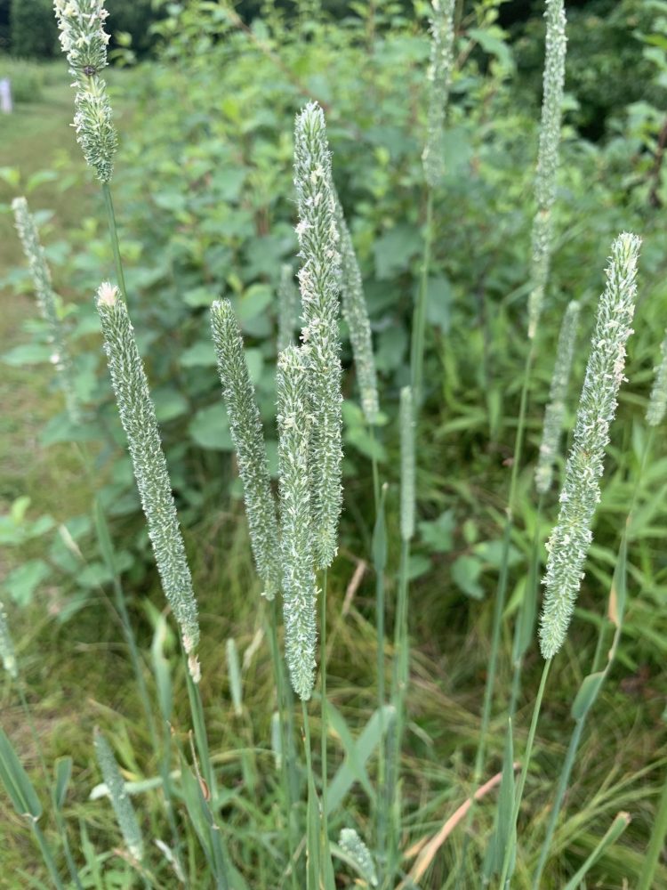 Boulder Brook Reservation, Timothy Grass